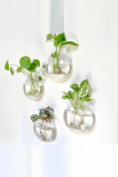 Hydroponic Glass Vase Wall Hanging Fish Tank Aquarium Container Flower Planter Potted