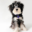Pet Collars Leather Dog Collar and Tag Set Schnauzer Poodle Yorkshire Terrier Dogs Accessories Cute Cat Collar