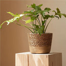 Potted plant in a woven pot on a wooden block against a beige background, Obroi