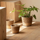 Woven planters with a plant on a wooden surface, Obroi